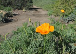 Santa Barbara’s Public Gardens for Private Inspiration