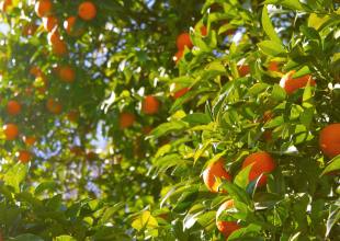 Mike Tully’s Fruit-Tree Wisdom