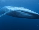 Ships Slow Way Down for Blue Whales and Blue Skies