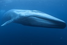 Ships Slow Way Down for Blue Whales and Blue Skies