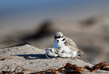 Restoration and Conservation at UCSB’s Coil Oil Point Reserve on Zoom