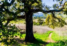 Nature Walk Tour of the San Marcos Foothills