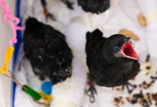 Careful: That Baby Crow Might Not Need Your Help