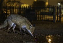 Science Pub From Home: Pandemic Wildlife Impacts