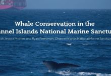 Zoom: Whale Conservation in the Channel Islands National