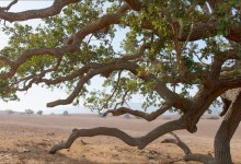 The Wildling’s Virtual Fundraiser & Film Release