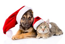 CARE4Paws Holiday Donation and Adoption Event