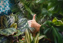 Smarty Plants: Four Tips for Indoor Gardening
