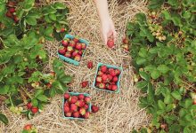 Improving Land and Wildlife Habitat, While Generating Income for Farmers