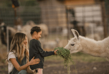 In-Person: National Llama Day at El Capitan Canyon