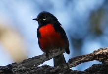 Santa Barbara Birding: Christmas Count Edition