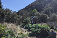 Gardening Q+A for Temperate Climates