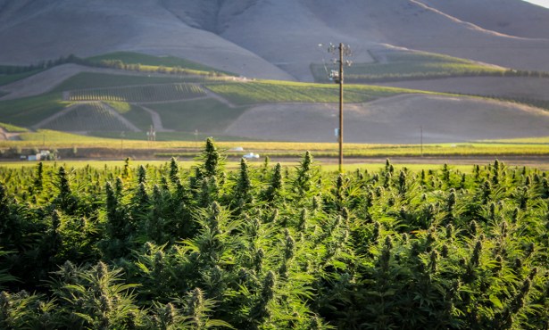 New Rules in the Works for Hemp Growers