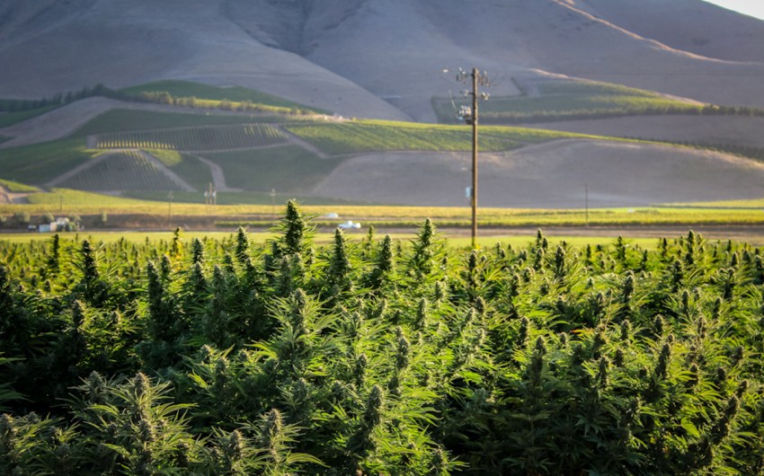 New Rules in the Works for Hemp Growers