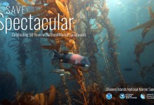 Virtual Meeting: NOAA Seeks Public Comment on Draft Management Plan