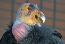 Federal Court Hands Los Padres Condors a Big Win