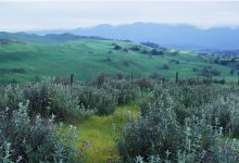 Oak-Planting Workshop At Sedgwick Reserve