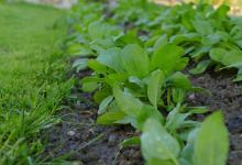 FREE, Virtual Monthly Garden Talks with UC Master Gardener