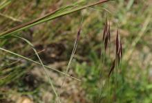 Volunteer To Map Native Plants!