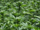 Growing Dollar Signs Instead of Marijuana Buds in Santa Barbara County