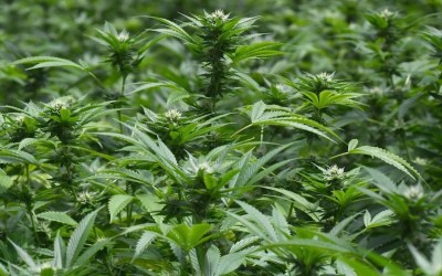 Growing Dollar Signs Instead of Marijuana Buds in Santa Barbara County