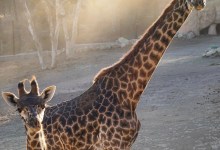 Free Day at the Santa Barbara Zoo