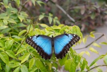 Butterflies Alive! Exhibit Opens