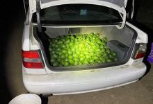 Grand Theft Avocado?