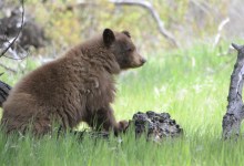 Bear Struck and Killed by Vehicle in Montecito