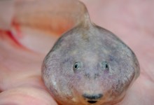 Lunch & Learn: California Tiger Salamanders