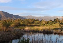 Wetland Wednesday Herb Walk with Lanny Kaufer