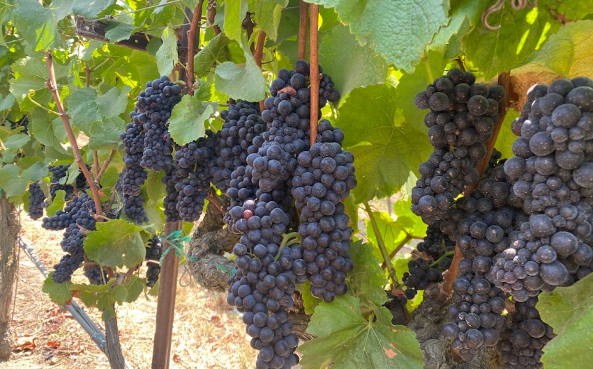 Full Belly Files | Monterey’s Santa Barbara Wine Ties