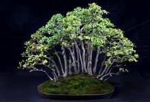 Bonsai Club of Santa Barbara to Hold Annual Show