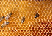 Virtual Talk: Gifts from the Beehive