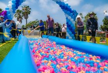 Dolphin Dive Festival and Fundraiser