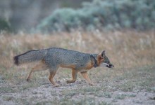 Webinar: The Island Fox – Partner in Plant Restoration