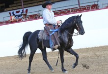 102nd Santa Barbara National Multi-Breed Horse Show