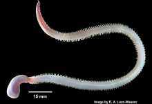 UC Santa Barbara Researchers See Potential at End of Bloodworm’s Fangs