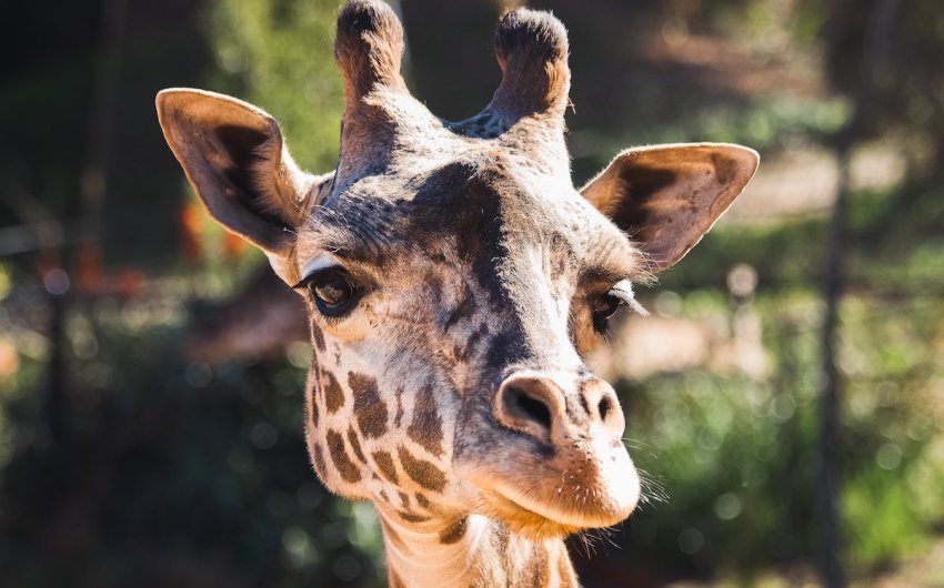 Santa Barbara Zoo Announces Stillborn Death of Giraffe Calf