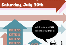 Kittens & Cats Adoption Event at ASAP Cats!