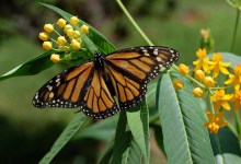 Monarch Butterflies Put on ‘Red List’ of Endangered Species