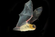 Going Batty at the Nature Center!
