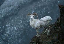 A Visit to the Arctic National Wildlife Refuge, America’s Last, Best Place