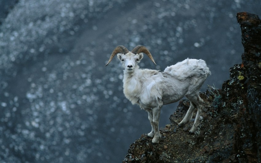 A Visit to the Arctic National Wildlife Refuge, America’s Last, Best Place