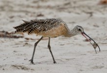 Santa Barbara Birding: The Changing Seasons