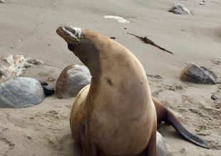 Santa Barbara Channel Sightings: The Red Tide and Great Whites