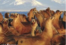 Channel Island Sea Lions Featured on New Stamp Series