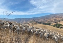 900 Sheep Graze Tepusquet Canyon to Prevent Wildfire