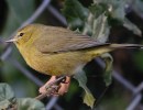 Santa Barbara Birding | Pishing for Fall Warblers