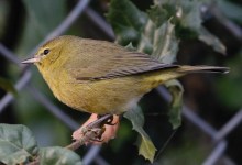 Santa Barbara Birding | Pishing for Fall Warblers